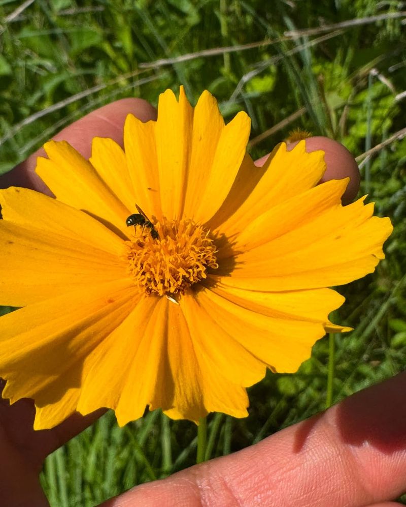 Coreopsis Attracts Beneficial Insects That Help Manage Pests