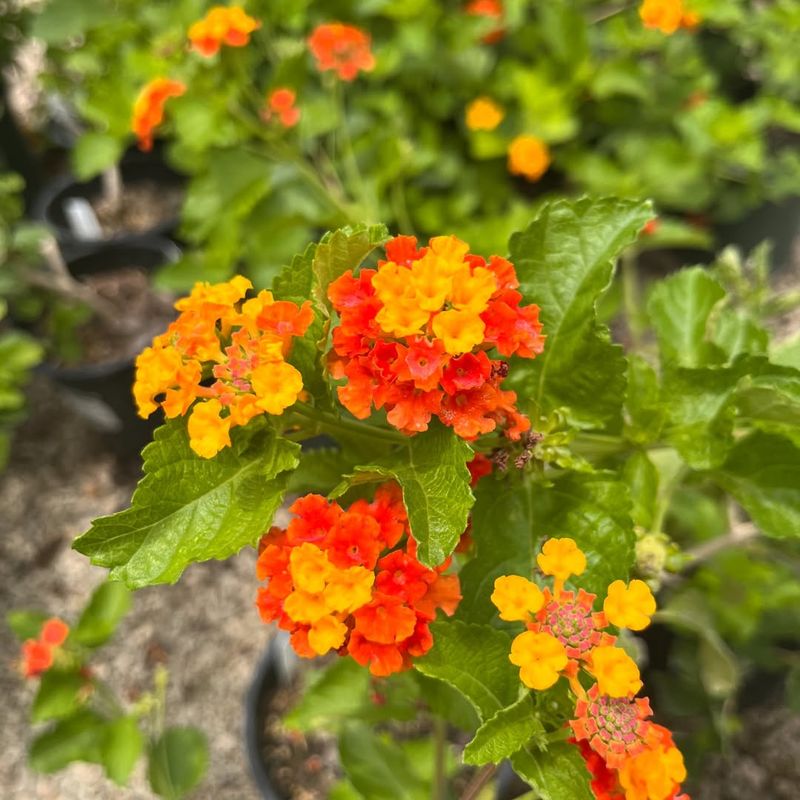 Lantana Produces Constant Color In Hot Conditions