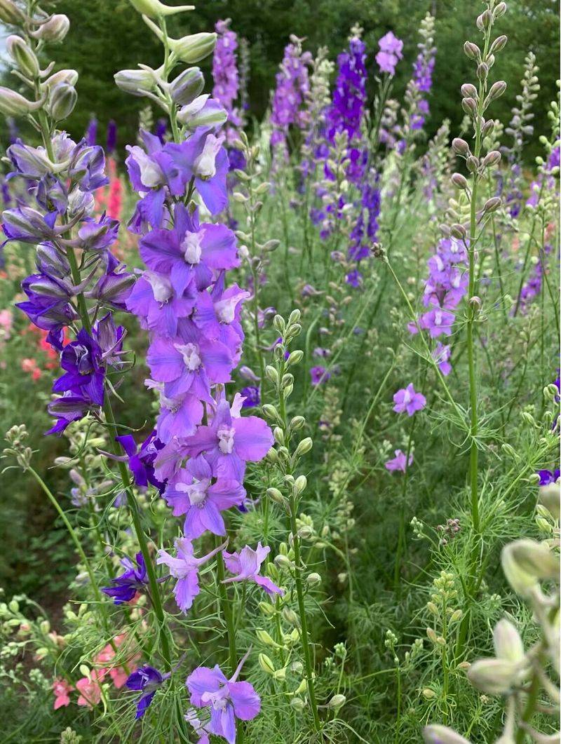 Larkspur (Delphinium Consolida)