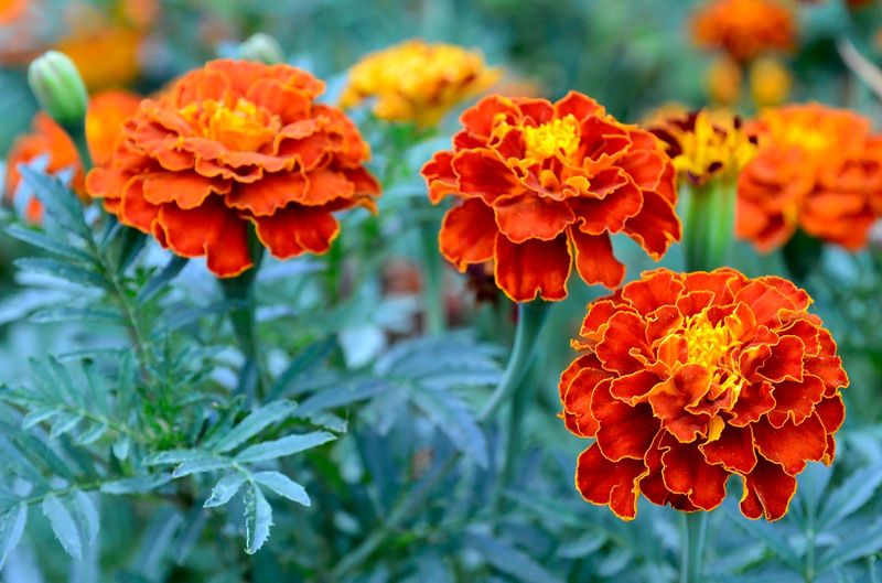 Marigolds (Tagetes Spp.)