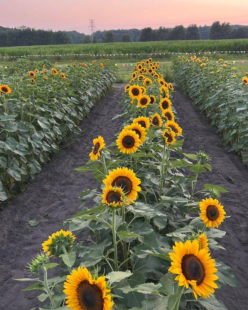 Sunflowers (Helianthus annuus)