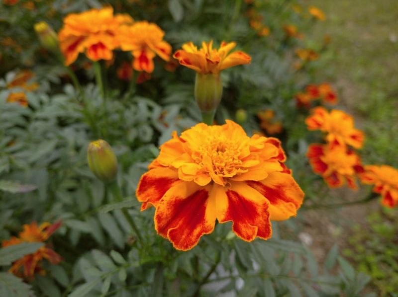 Marigold (Tagetes patula, Tagetes erecta)