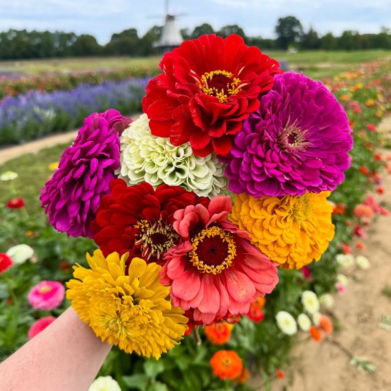 Zinnia (Zinnia elegans)