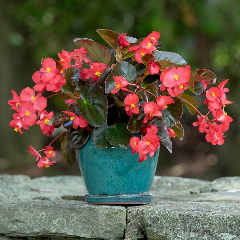 Begonias 