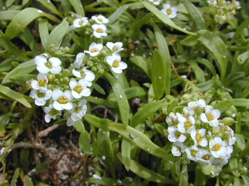 Sweet Alyssum (Lobularia maritima)
