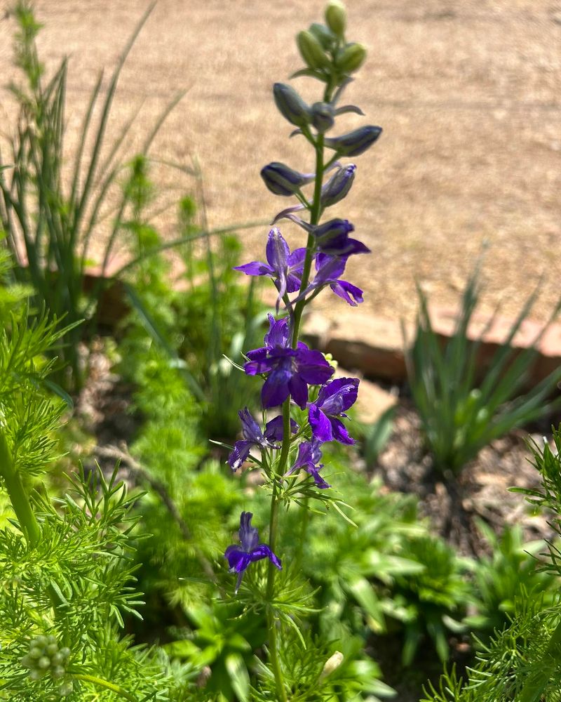 Larkspur Comes Back Before You Expect It