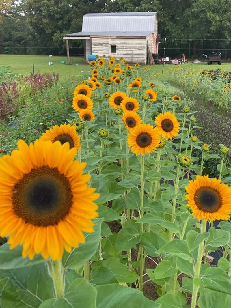 Sunflowers Rise Fast And Brighten Garden Spaces