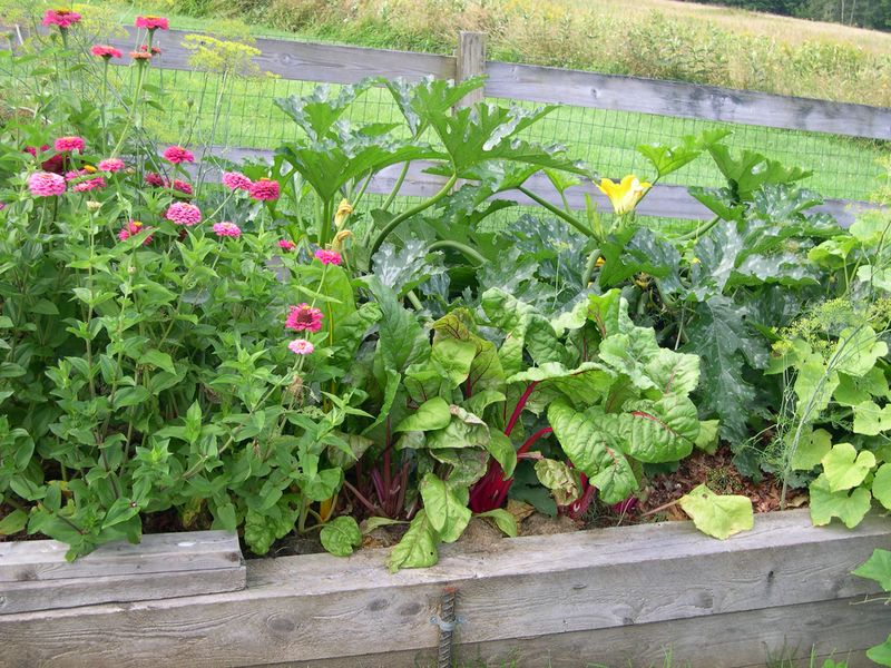 Zinnias Bring Butterflies And Beneficial Insects