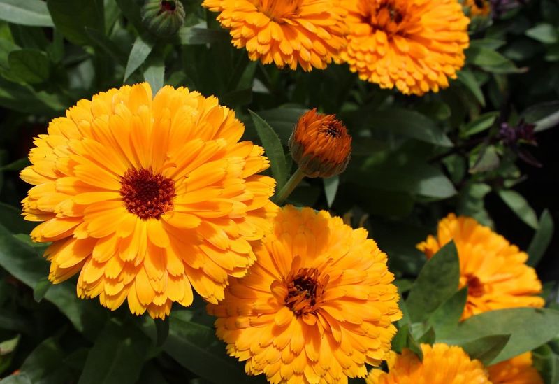 Calendula With Cheerful Edible Blooms