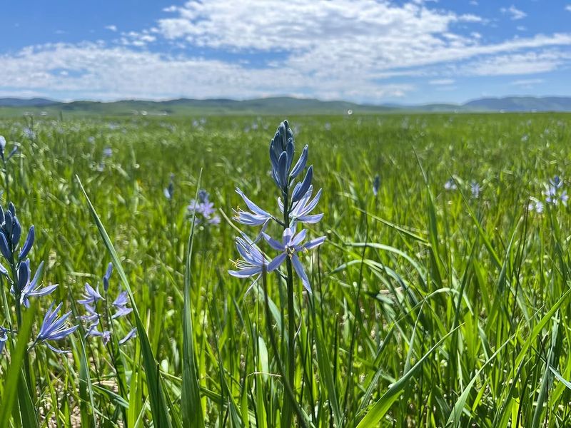 Camas With Early Native Appeal