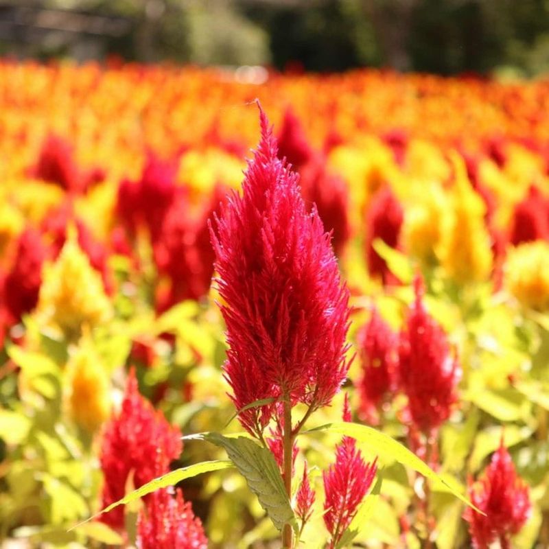 Celosia