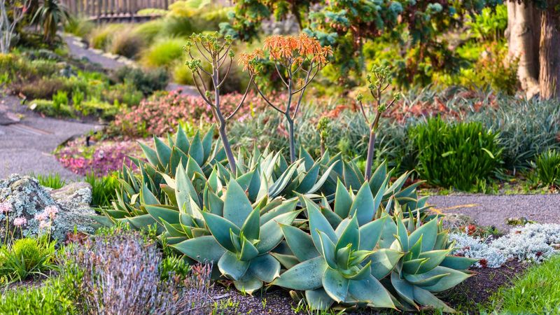 Drought-Tolerant Xeriscape Garden
