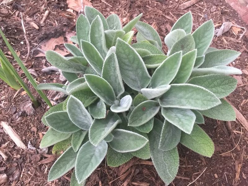 Lamb’s-Ear With Velvety Leaves That Stand Out