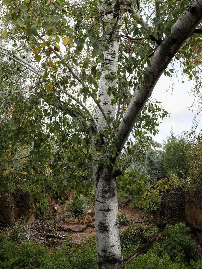White Poplar
