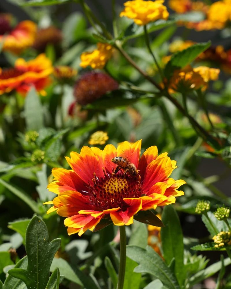 Grow Gaillardia Where Sun Keeps Stems Sturdy