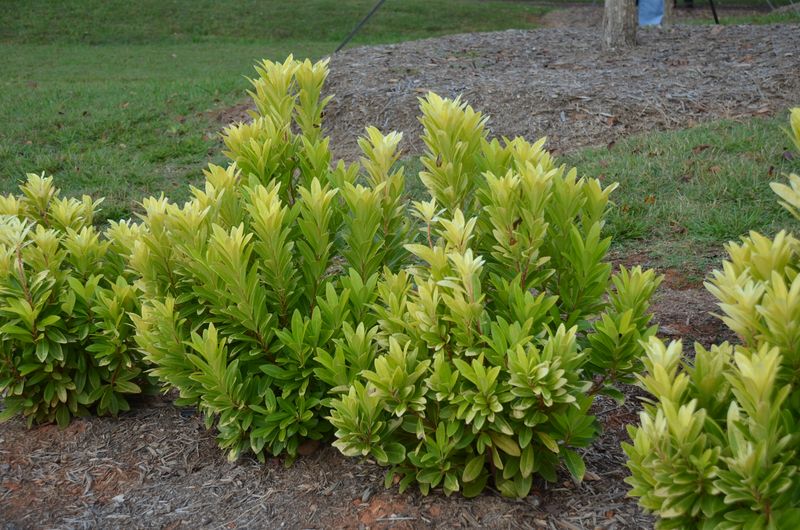 Use Florida Anise To Soften And Screen A Fence Line