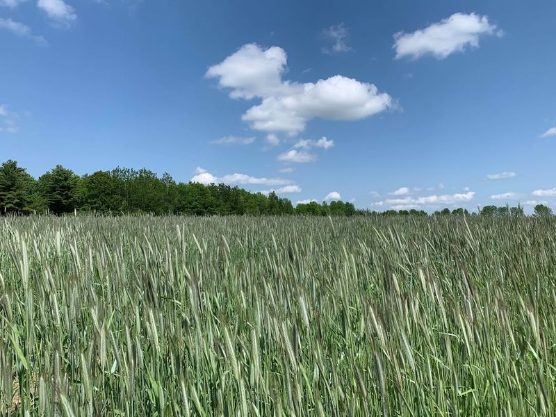 Best Cover Crops For Michigan's Climate