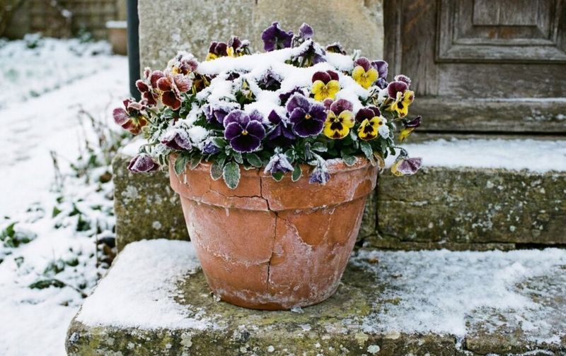 Check Container Plants First