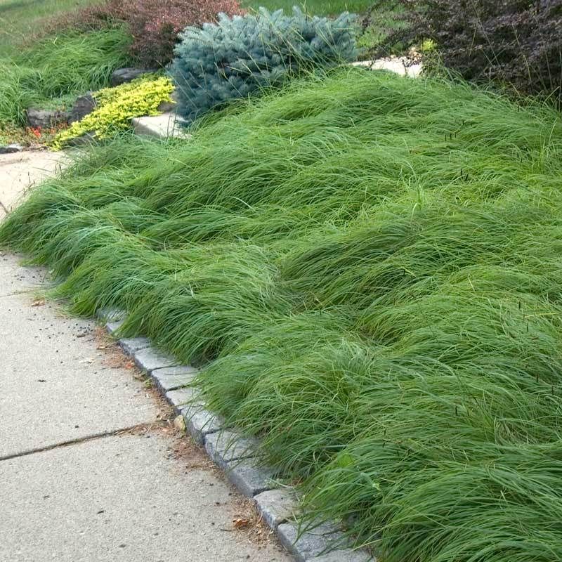 Soften Dry Shade With Pennsylvania Sedge