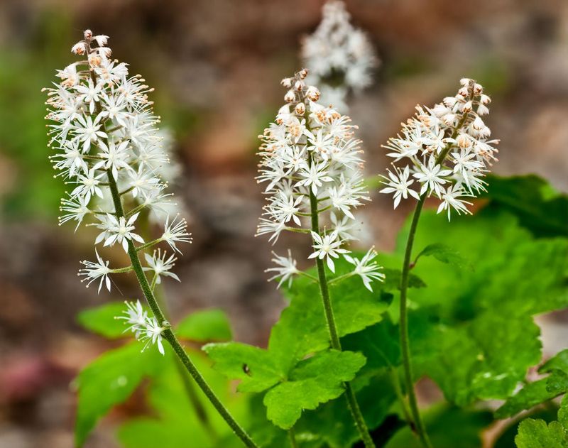Let Foamflower Soften The Edges