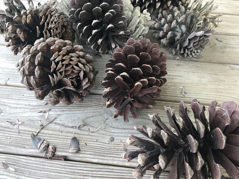 Choose Clean Dry Cones From Untreated Areas
