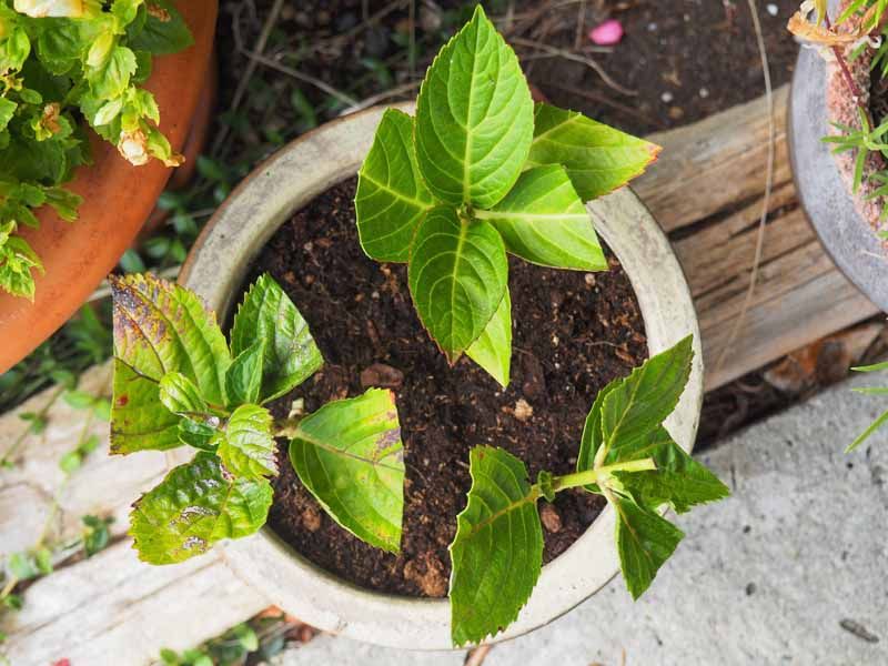 Keep Cuttings Bright But Out Of Harsh Sun