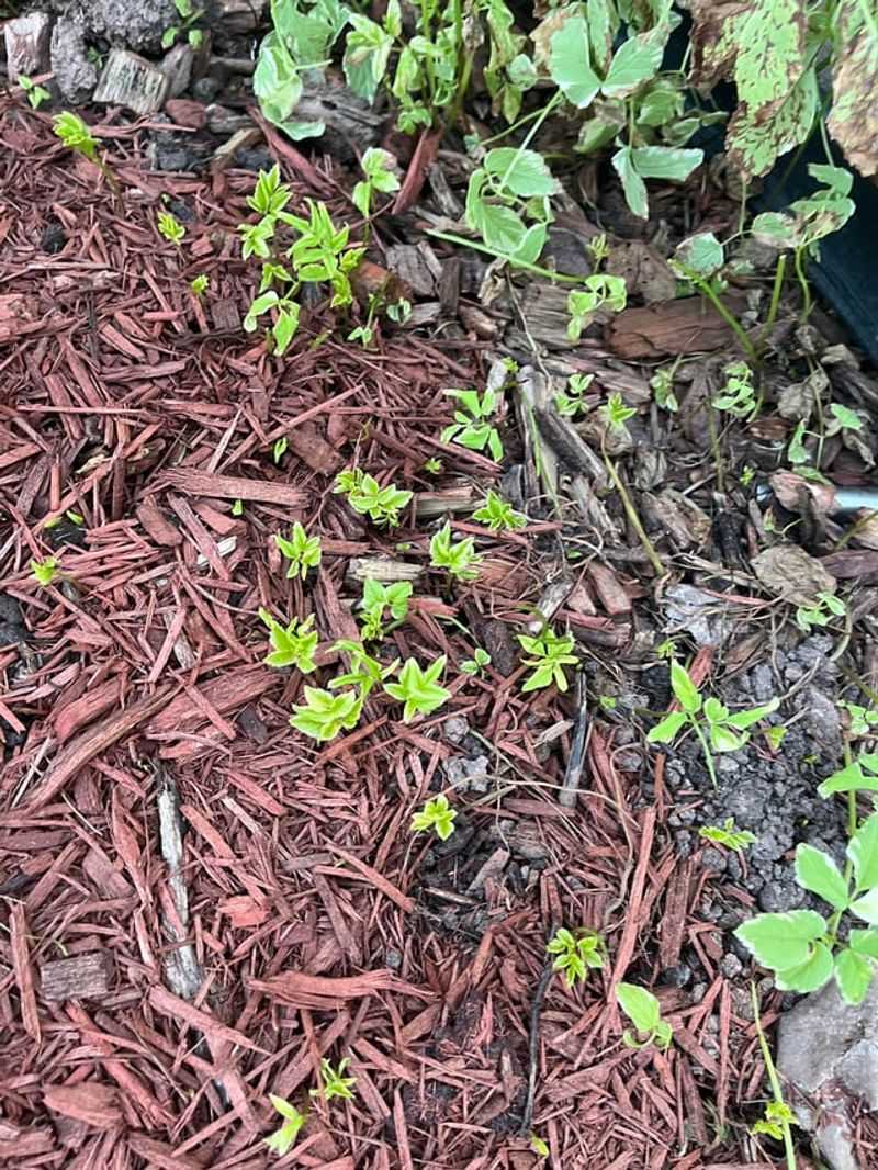 Skipping Weed Removal First