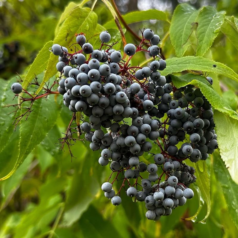 Blue Elderberry