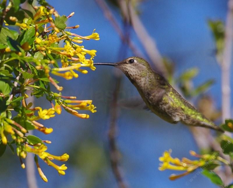 Golden Currant Offers Berries And Insect Food Sources