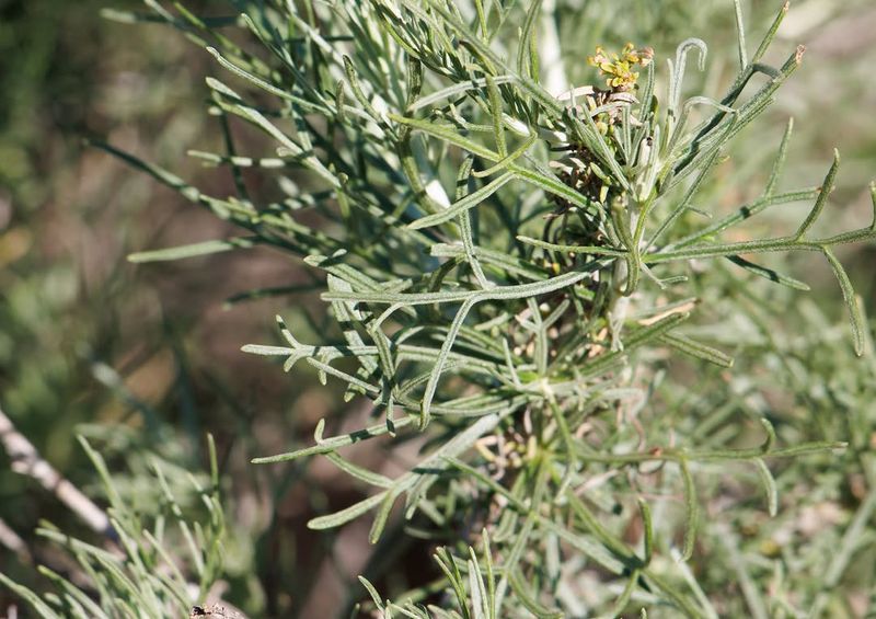 California Sagebrush Thrives In Dry Areas