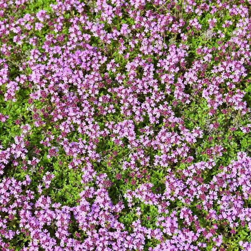 Creeping Thyme Covers Soil In Dry Conditions