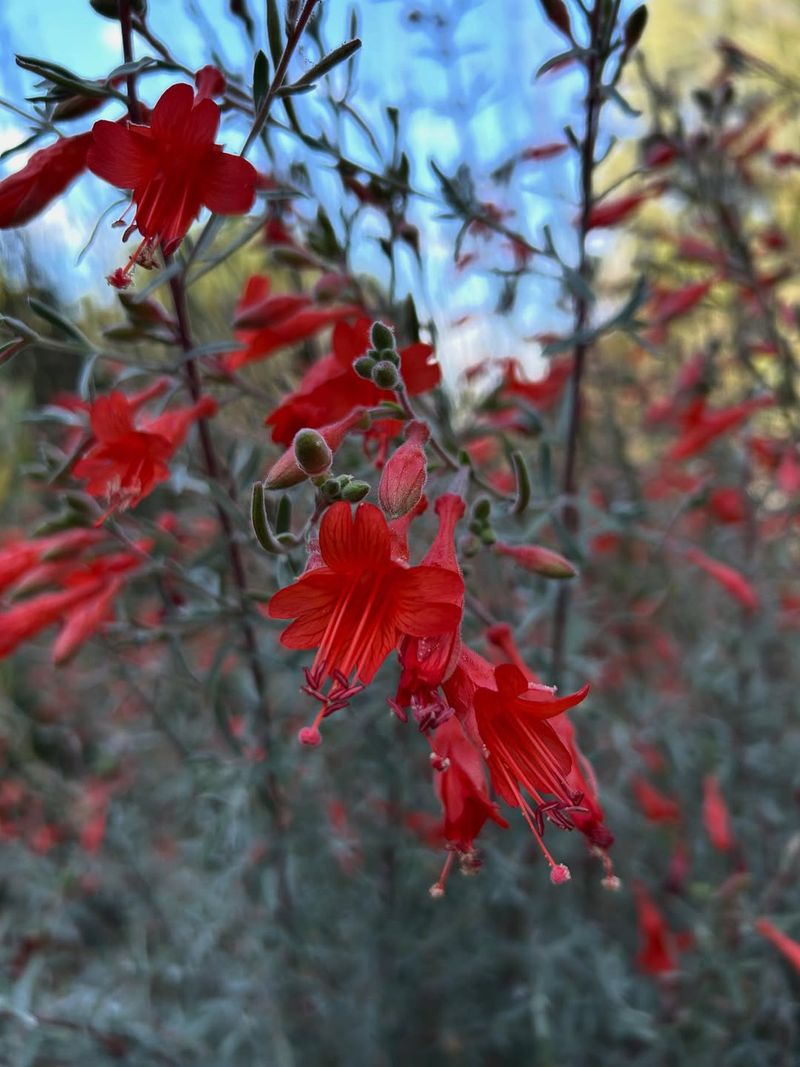 California Fuchsia Blooming Better Without Fertilizer