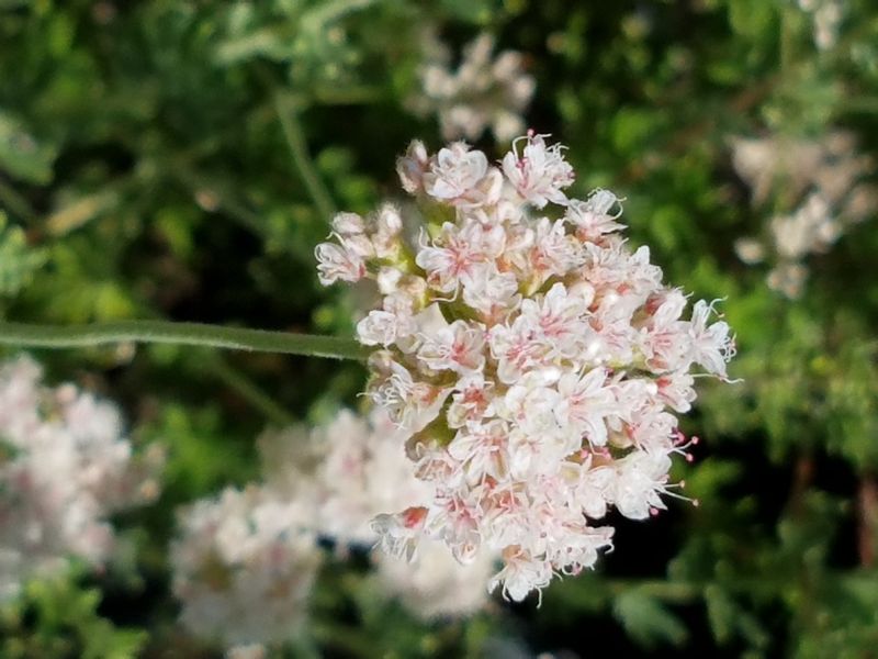 California Buckwheat Gains Density In Spring