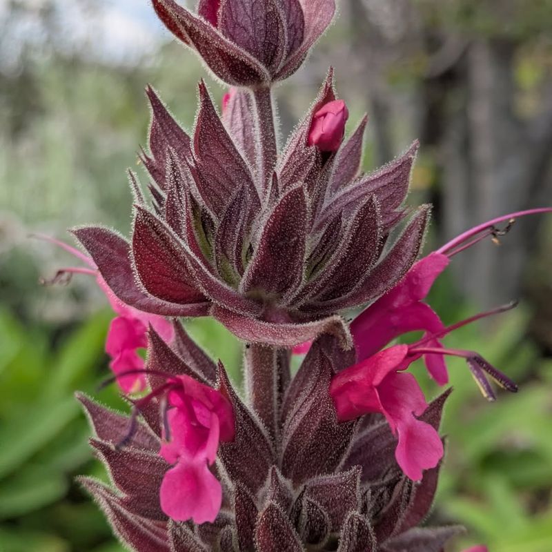Hummingbird Sage