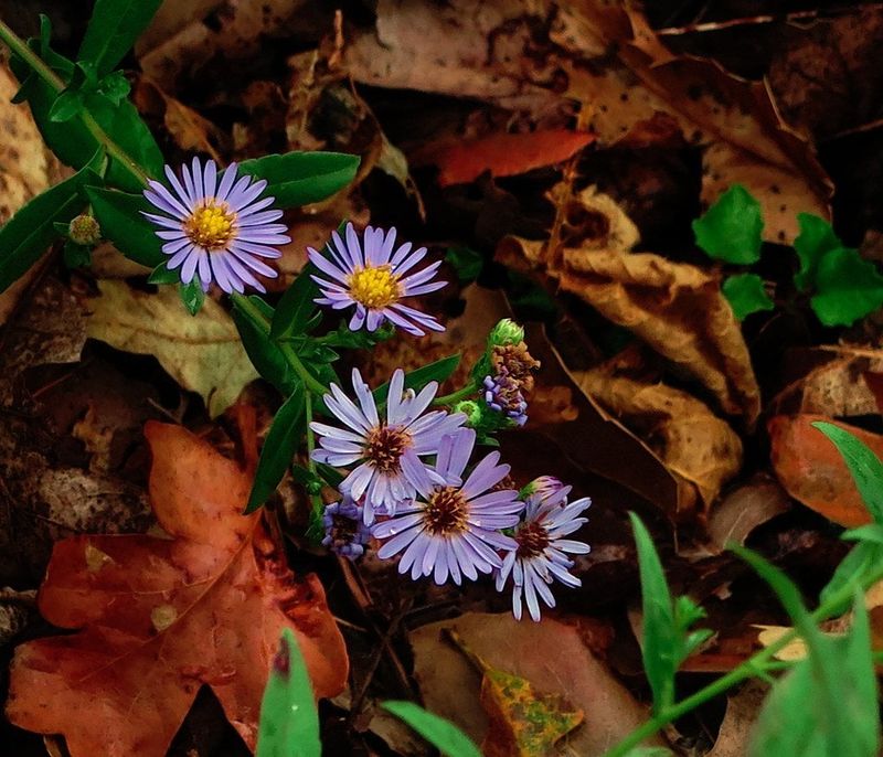 Pacific Aster