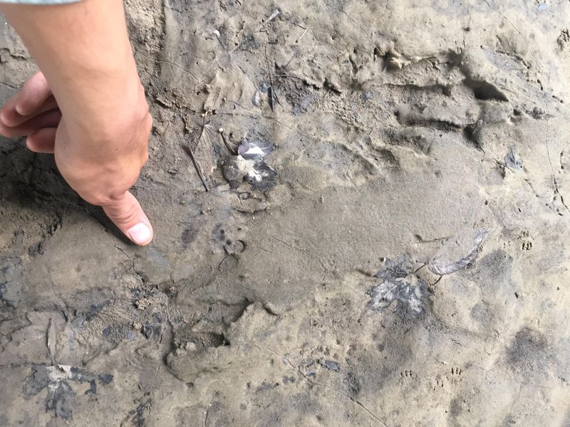 Beaver Wide Tracks Near Muddy Banks