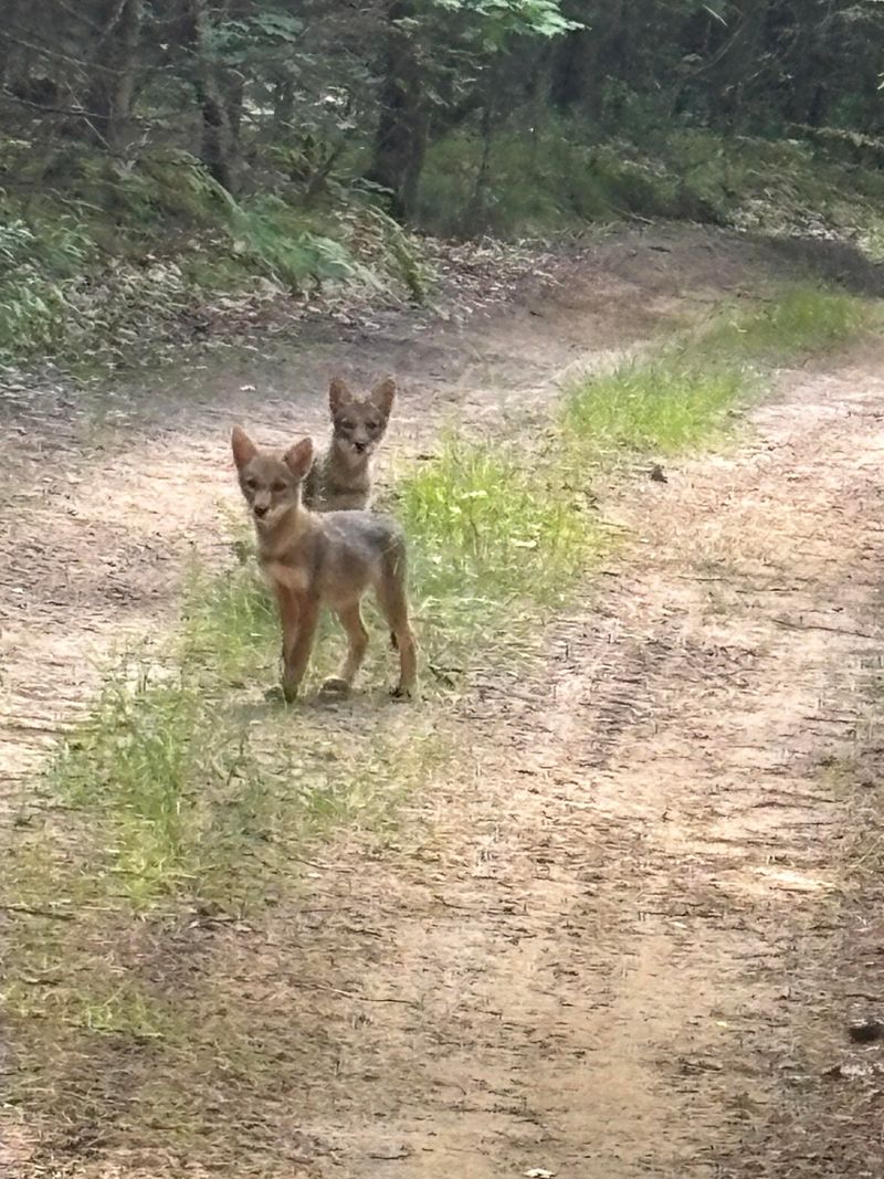 Young Coyotes Can Show Up In Suburbs In Fall
