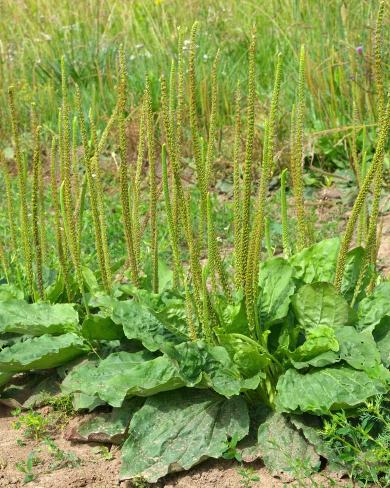 Plantain (Plantago Spp.)