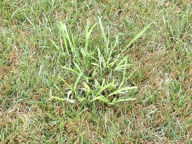 Dallisgrass Forms Thick Clumps That Make Surface Prep Harder