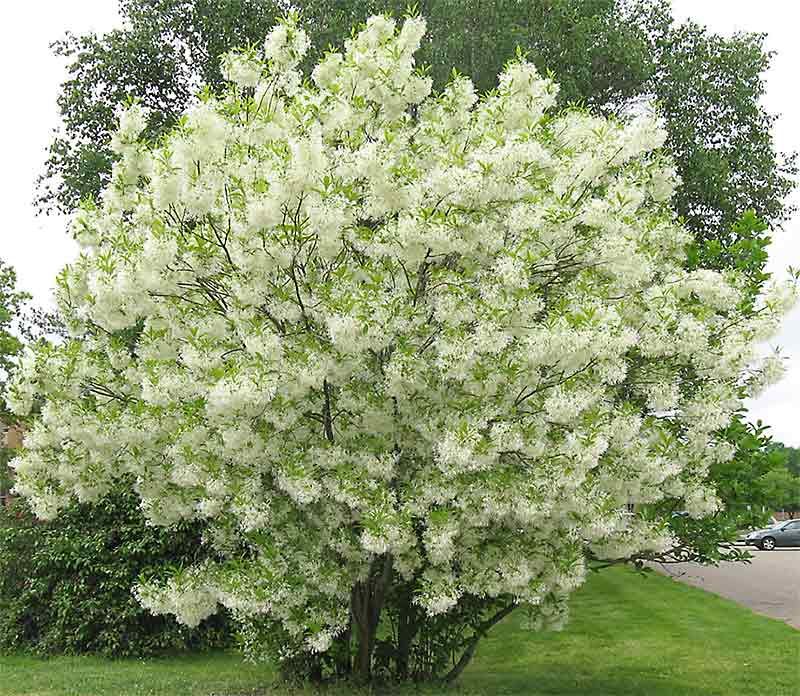 American Fringe Tree