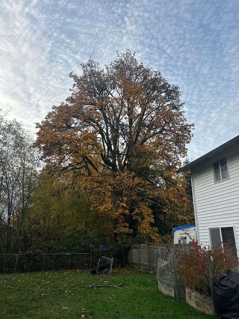 Bigleaf Maple