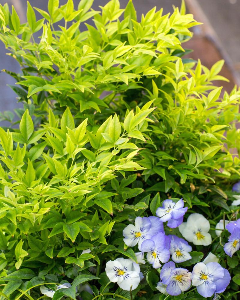 Nandina Benefits From Thinning Older Canes In Spring