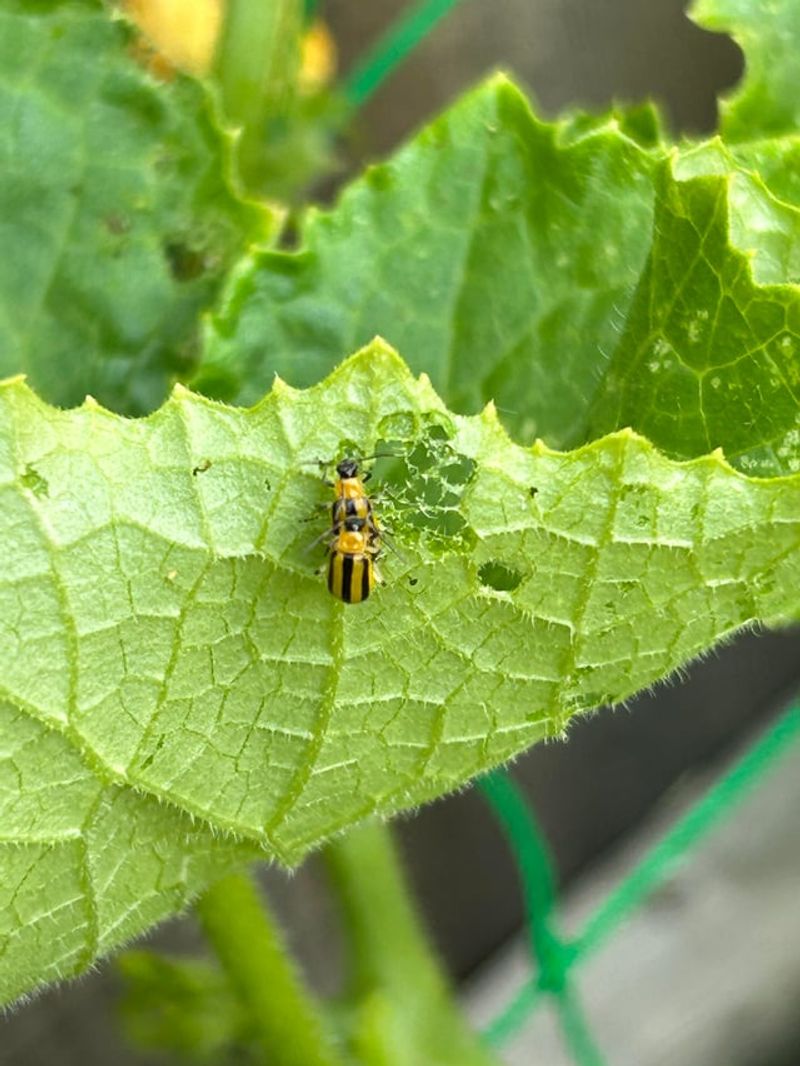 Cucumbers Face Pest And Mildew Pressure