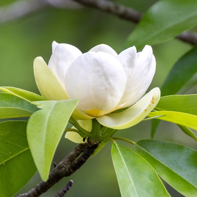 Sweetbay Magnolia Brings Fragrance And Southern Elegance