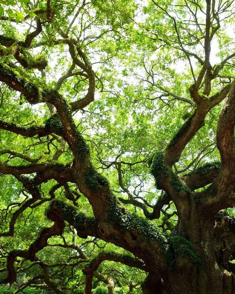 Live Oak Takes Light Spring Shaping