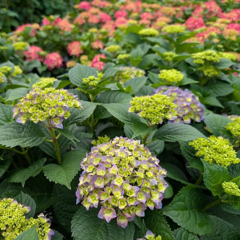 Bigleaf Hydrangea