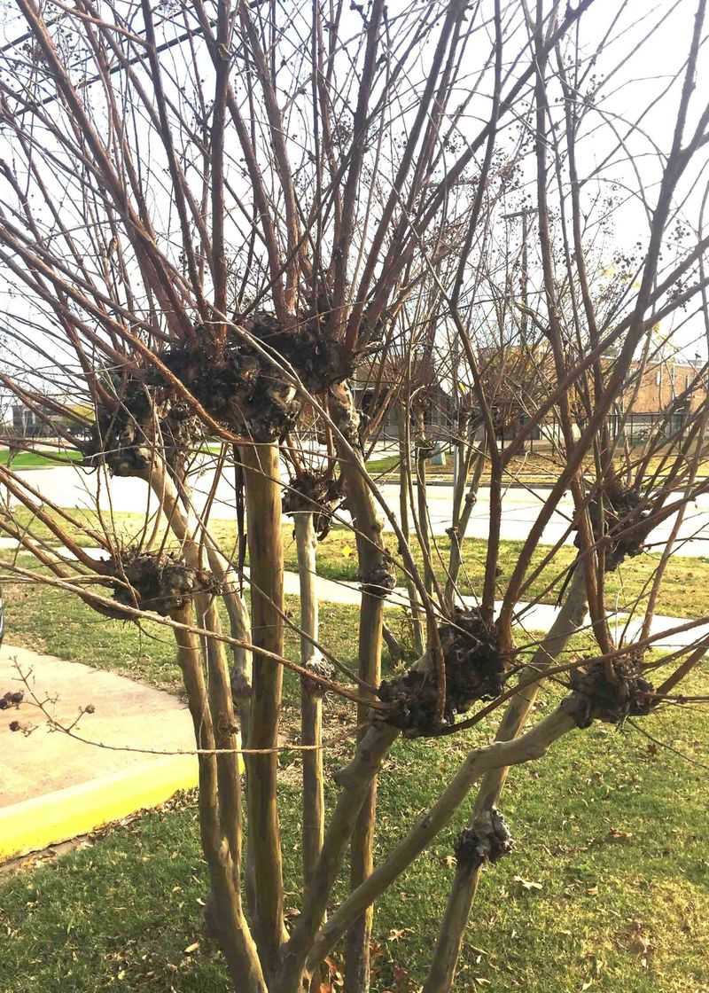 The Cleanup And Pruning Cycle Gets Old Fast