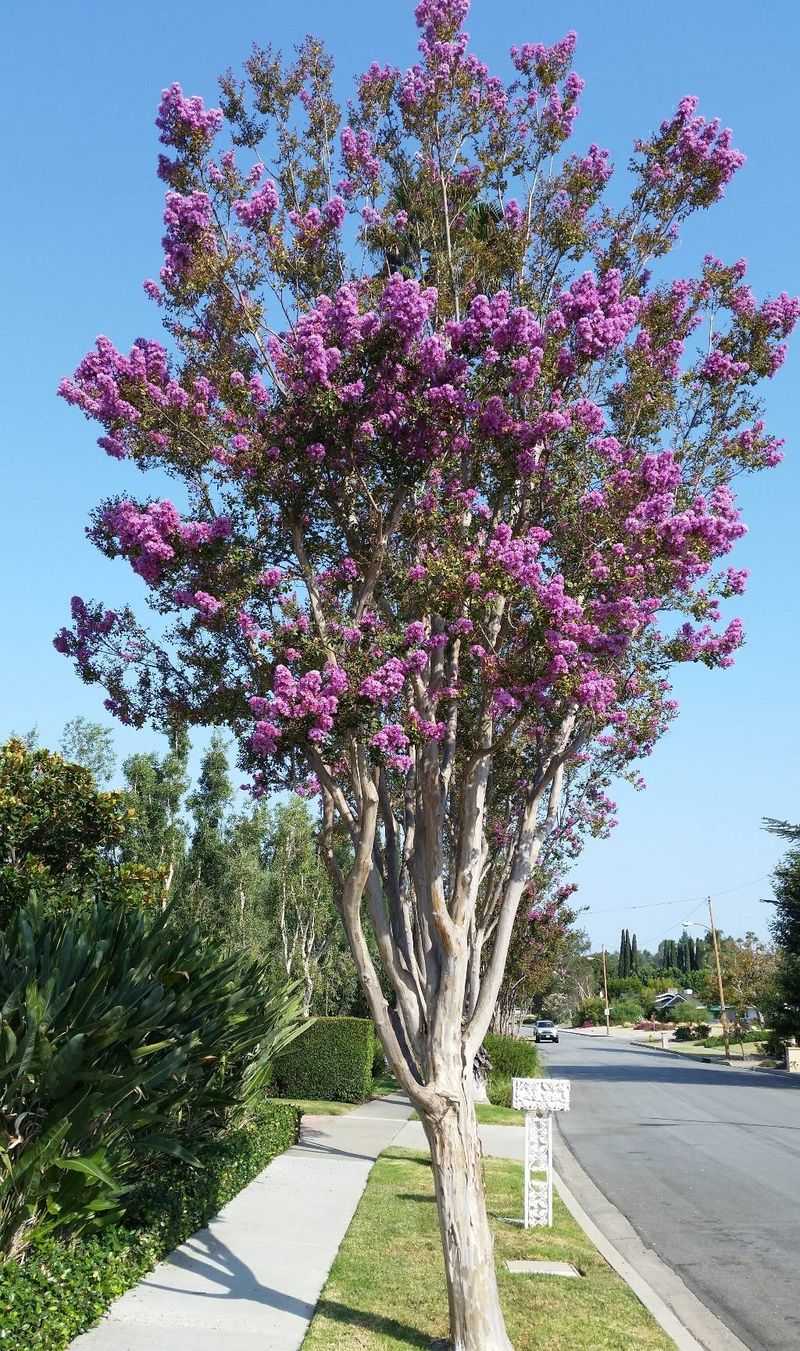Start With Early Blooming Varieties