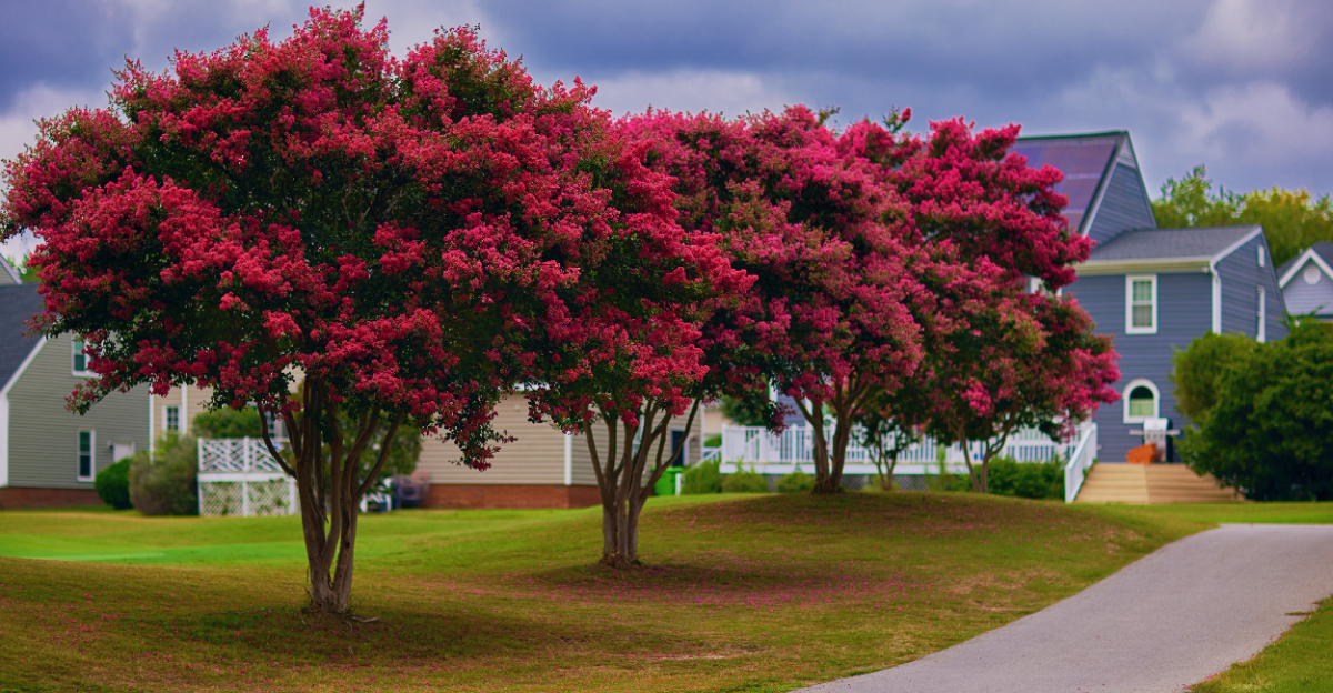 crape myrtle