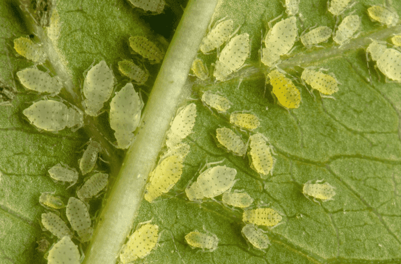 Aphids And Sticky Honeydew